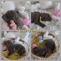 AKC Liver Female GSD, a female German Shepherd Dog for sale in Muscatine, IA – Photo 2 of 10