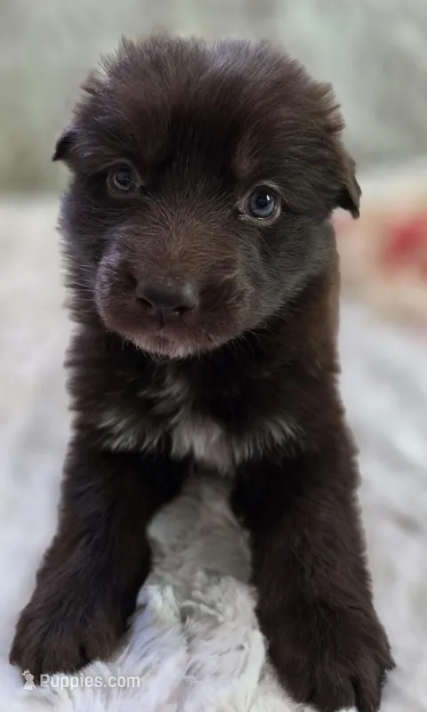 AKC Liver Female Long Coat GSD – German Shepherd Dog puppy for sale in Muscatine, IA