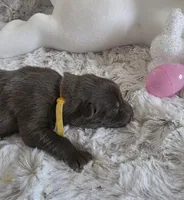 AKC Liver Female GSD, a female German Shepherd Dog for sale in Muscatine, IA – Photo 3 of 10