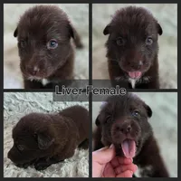 AKC Liver Female Long Coat GSD, a female German Shepherd Dog for sale in Muscatine, IA – Photo 8 of 10