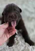 AKC Liver Female Long Coat GSD, a female German Shepherd Dog for sale in Muscatine, IA – Photo 4 of 10