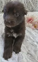 AKC Liver Female Long Coat GSD, a female German Shepherd Dog for sale in Muscatine, IA – 2 of 10