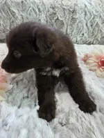 AKC Liver Female Long Coat GSD, a female German Shepherd Dog for sale in Muscatine, IA – 4 of 10