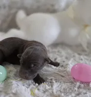 AKC Liver Female GSD, a female German Shepherd Dog for sale in Muscatine, IA – Photo 8 of 10