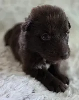 AKC Liver Female Long Coat GSD, a female German Shepherd Dog for sale in Muscatine, IA – Photo 5 of 10