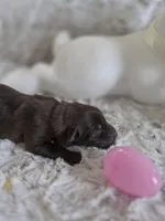 AKC Liver Female GSD, a female German Shepherd Dog for sale in Muscatine, IA – Photo 10 of 10