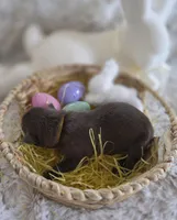 AKC Liver Female GSD, a female German Shepherd Dog for sale in Muscatine, IA – Photo 9 of 10