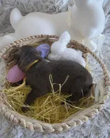 AKC Liver Female GSD, a female German Shepherd Dog for sale in Muscatine, IA – Photo 7 of 10