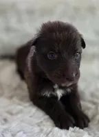 AKC Liver Female Long Coat GSD, a female German Shepherd Dog for sale in Muscatine, IA – Photo 6 of 10