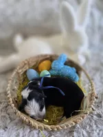 AKC Black Panda Male GSD, a male German Shepherd Dog for sale in Muscatine, IA – Photo 9 of 9