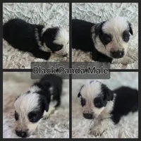 AKC Black Panda Male Long Coat, a male German Shepherd Dog for sale in Muscatine, IA – Photo 8 of 10