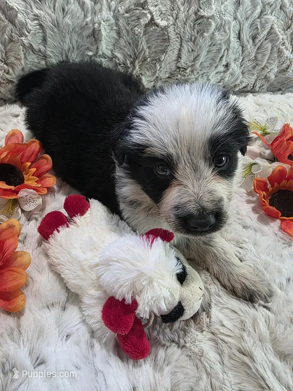 AKC Black Panda Male Long Coat – German Shepherd Dog puppy for sale in Muscatine, IA