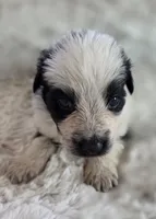 AKC Black Panda Male Long Coat, a male German Shepherd Dog for sale in Muscatine, IA – Photo 2 of 10