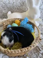 AKC Black Panda Male GSD, a male German Shepherd Dog for sale in Muscatine, IA – Photo 3 of 9