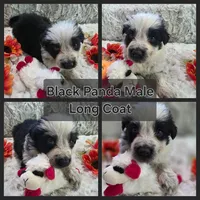 AKC Black Panda Male Long Coat, a male German Shepherd Dog for sale in Muscatine, IA – 7 of 10
