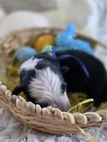 AKC Black Panda Male GSD, a male German Shepherd Dog for sale in Muscatine, IA – Photo 7 of 9