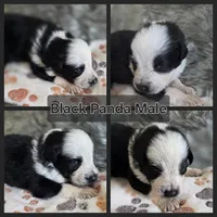 AKC Black Panda Male Long Coat, a male German Shepherd Dog for sale in Muscatine, IA – Photo 9 of 10