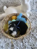 AKC Black Panda Male GSD, a male German Shepherd Dog for sale in Muscatine, IA – Photo 4 of 9