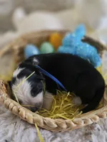 AKC Black Panda Male GSD, a male German Shepherd Dog for sale in Muscatine, IA – Photo 6 of 9