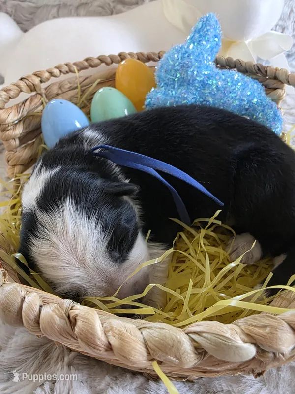 AKC Black Panda Male GSD – German Shepherd Dog puppy for sale in Muscatine, IA