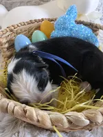 AKC Black Panda Male GSD, a male German Shepherd Dog for sale in Muscatine, IA – Photo 1 of 9