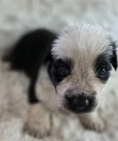 AKC Black Panda Male Long Coat, a male German Shepherd Dog for sale in Muscatine, IA – Photo 5 of 10