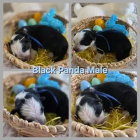 AKC Black Panda Male GSD, a male German Shepherd Dog for sale in Muscatine, IA – Photo 2 of 9