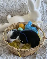 AKC Black Panda Male GSD, a male German Shepherd Dog for sale in Muscatine, IA – Photo 5 of 9