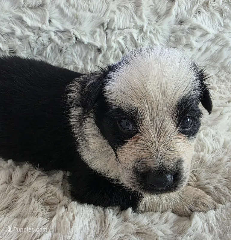 AKC Black Panda Male Long Coat – German Shepherd Dog puppy for sale in Muscatine, IA