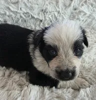 AKC Black Panda Male Long Coat, a male German Shepherd Dog for sale in Muscatine, IA – Photo 1 of 10