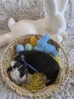 AKC Black Panda Male GSD, a male German Shepherd Dog for sale in Muscatine, IA – Photo 8 of 9