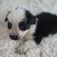 AKC Black Panda Male Long Coat, a male German Shepherd Dog for sale in Muscatine, IA – Photo 4 of 10