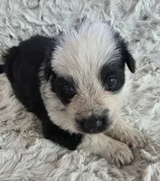 AKC Black Panda Male Long Coat, a male German Shepherd Dog for sale in Muscatine, IA – Photo 6 of 10