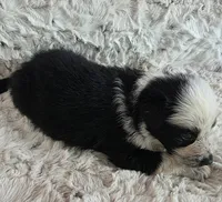 AKC Black Panda Male Long Coat, a male German Shepherd Dog for sale in Muscatine, IA – Photo 3 of 10