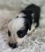 AKC Black Panda Male Long Coat, a male German Shepherd Dog for sale in Muscatine, IA – Photo 7 of 10