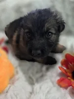 AKC Dark Sable Male Long Coat GSD, a male German Shepherd Dog for sale in Muscatine, IA – Photo 3 of 10