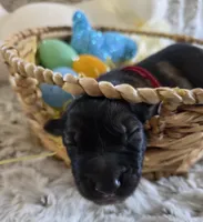 AKC Dark Sable Male GSD, a male German Shepherd Dog for sale in Muscatine, IA – Photo 3 of 10