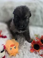 AKC Dark Sable Male Long Coat GSD, a male German Shepherd Dog for sale in Muscatine, IA – Photo 6 of 10