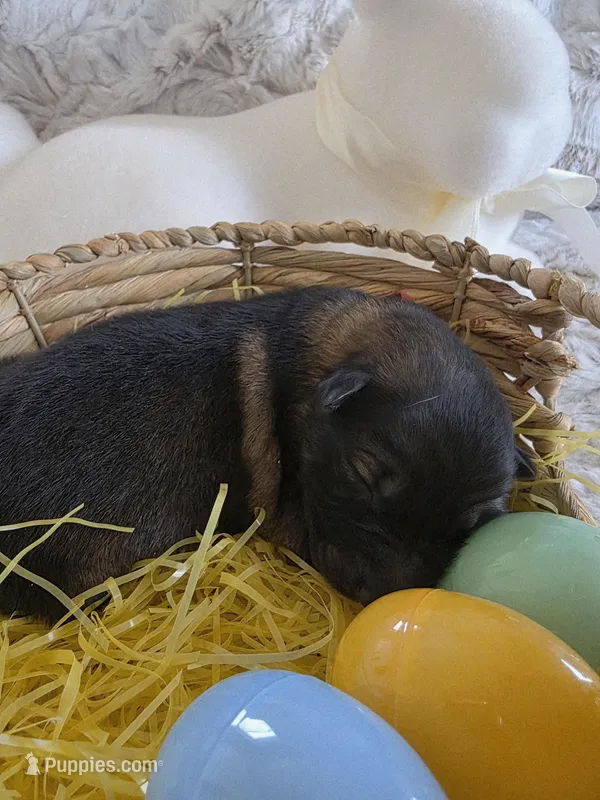 AKC Dark Sable Male GSD – German Shepherd Dog puppy for sale in Muscatine, IA