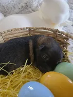 AKC Dark Sable Male GSD, a male German Shepherd Dog for sale in Muscatine, IA – Photo 1 of 10