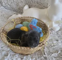 AKC Dark Sable Male GSD, a male German Shepherd Dog for sale in Muscatine, IA – Photo 6 of 10