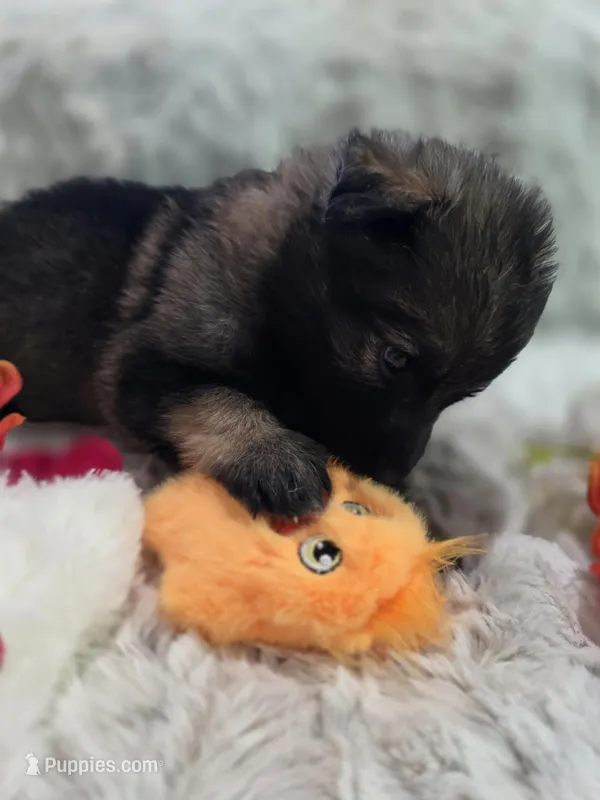 AKC Dark Sable Male Long Coat GSD, a male German Shepherd Dog for sale in Muscatine, IA – Photo 1 of 10