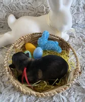 AKC Dark Sable Male GSD, a male German Shepherd Dog for sale in Muscatine, IA – Photo 8 of 10