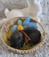 AKC Dark Sable Male GSD, a male German Shepherd Dog for sale in Muscatine, IA – Photo 9 of 10