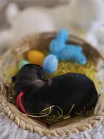 AKC Dark Sable Male GSD, a male German Shepherd Dog for sale in Muscatine, IA – Photo 5 of 10