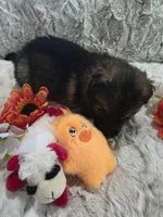 AKC Dark Sable Male Long Coat GSD, a male German Shepherd Dog for sale in Muscatine, IA – Photo 5 of 10