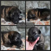 AKC Dark Sable Male Long Coat GSD, a male German Shepherd Dog for sale in Muscatine, IA – Photo 9 of 10