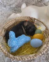 AKC Dark Sable Male GSD, a male German Shepherd Dog for sale in Muscatine, IA – Photo 10 of 10