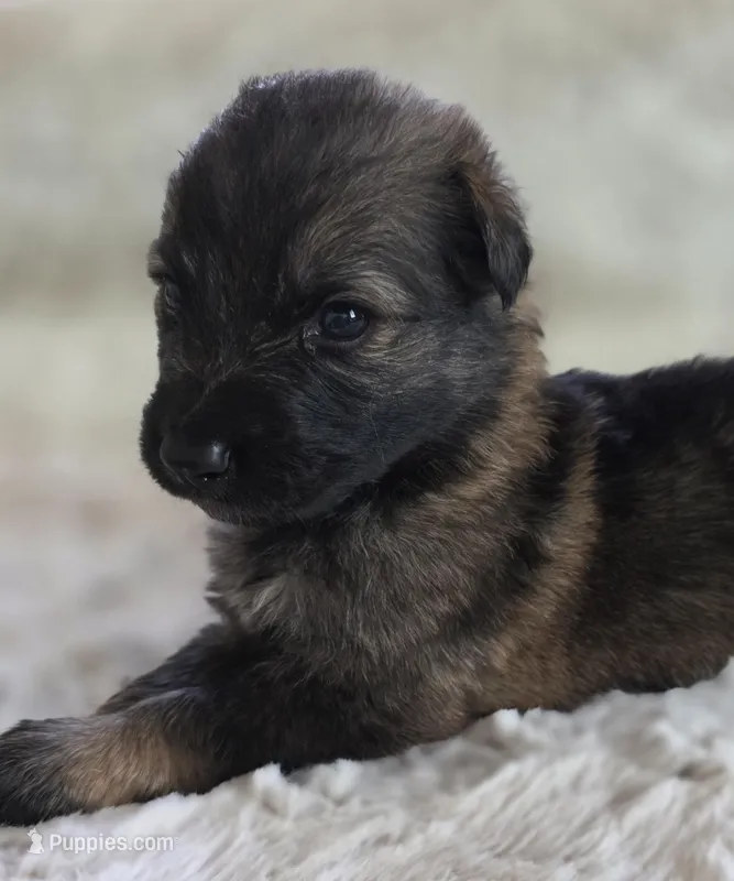 AKC Dark Sable Male GSD – German Shepherd Dog puppy for sale in Muscatine, IA