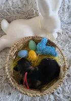 AKC Dark Sable Male GSD, a male German Shepherd Dog for sale in Muscatine, IA – Photo 7 of 10